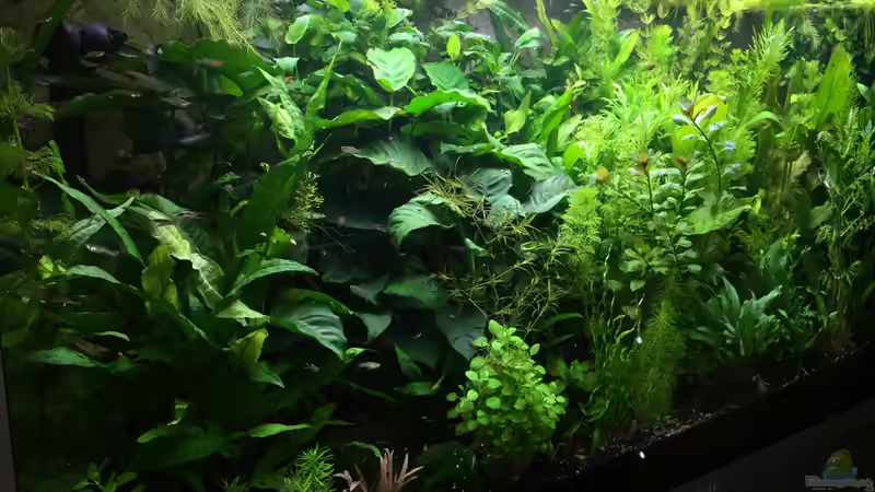 Aquarium Hauptansicht von Becken 31907