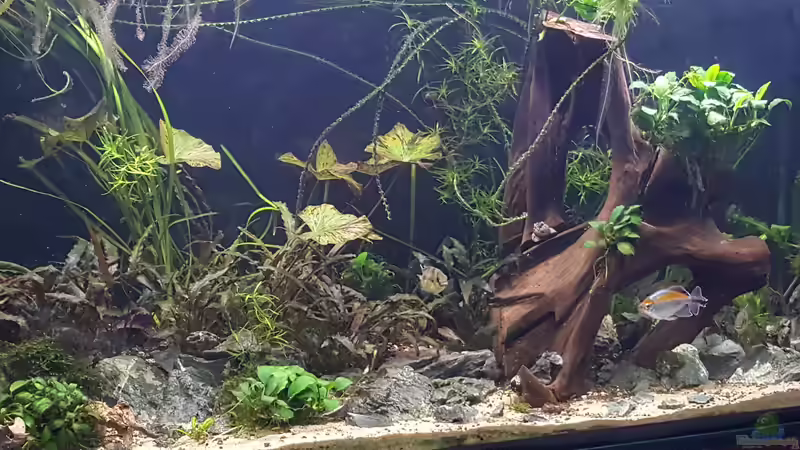 Aquarium Hauptansicht von Becken 31908 von LaFrieda (1)