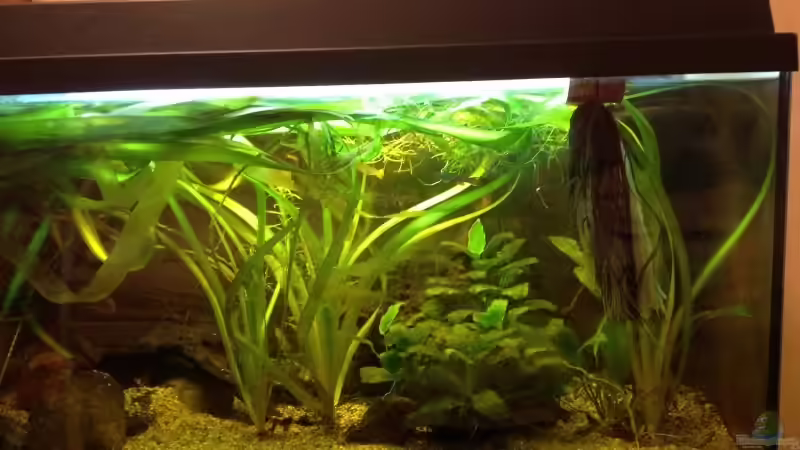 Aquarium Hauptansicht von Becken 31913 von Killifisch2001 (1)