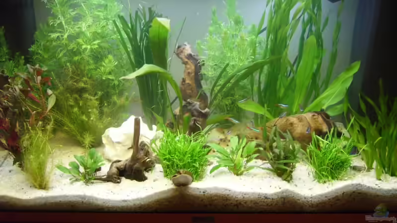 Aquarium Hauptansicht von Becken 3194 von Sabine Lindemann (1) (4)