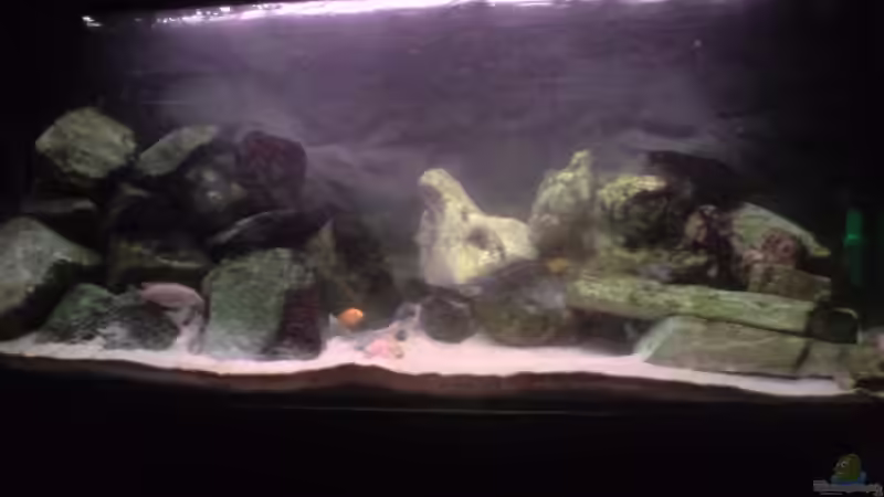 Aquarium Hauptansicht von Becken 3195 von Michael Kaltenbach (1)