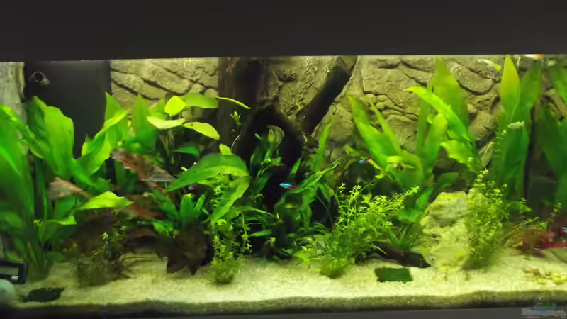 Aquarium Hauptansicht von Becken 31996 (IKEA-Rollbox) von ReisKocherPilot (1)