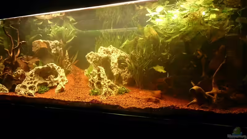 Aquarium Hauptansicht von Becken 32009