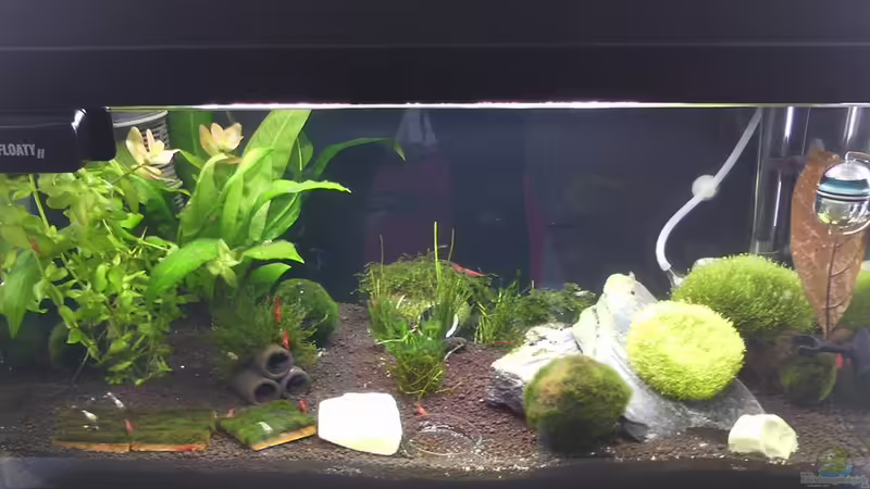 Aquarium Hauptansicht von Becken 32033