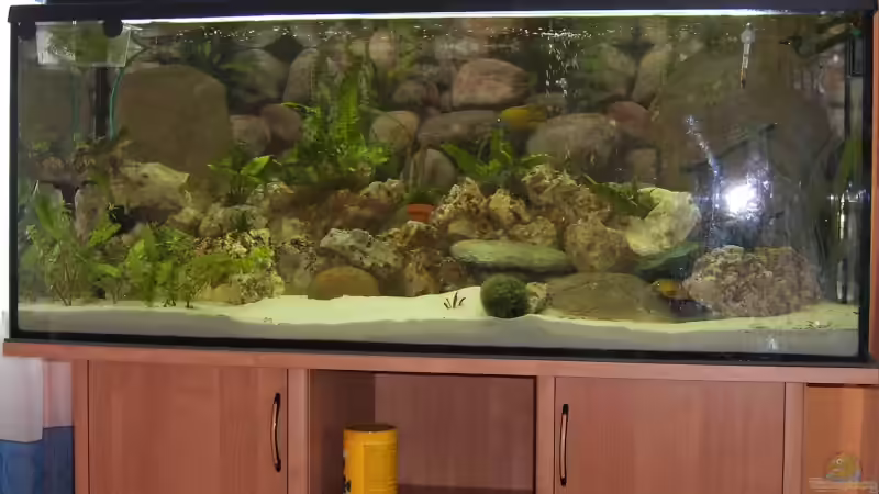 Aquarium Hauptansicht von Becken 3205 von Tobias Blume (1)