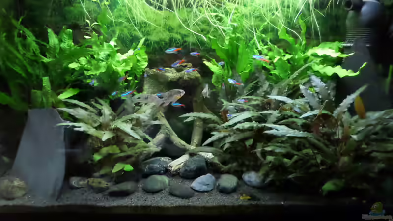 Aquarium Hauptansicht von Becken 32101