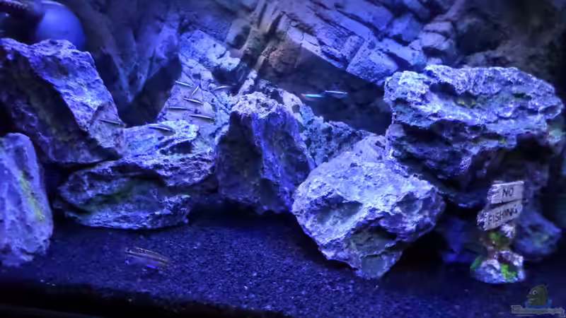 Aquarium Hauptansicht von Becken 32103 von Hans-Hubert (1)