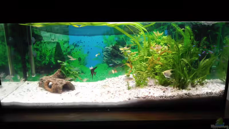 Aquarium Hauptansicht von Becken 32117 von Marcel Wagner