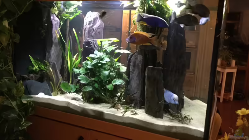 Aquarium Hauptansicht von Becken 3215 von Vera Herrlich (1)