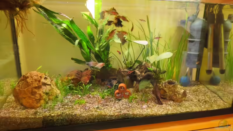 Aquarium Hauptansicht von Becken 32163 von Ejela (1)