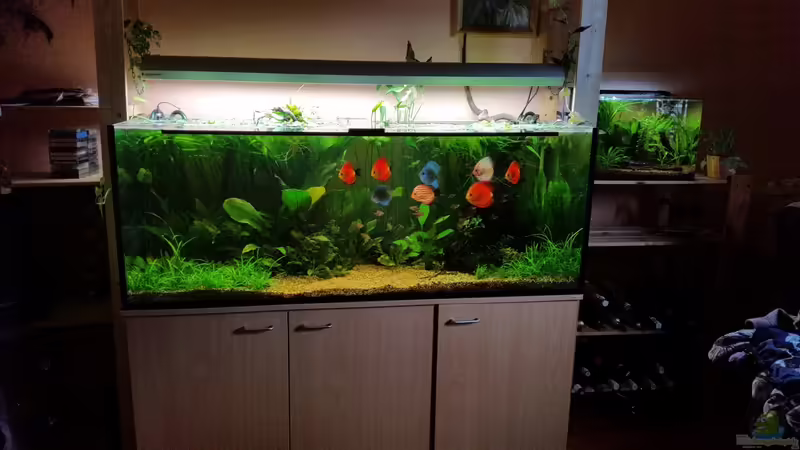 Aquarium Hauptansicht von Becken 32206 von nawaro (1)