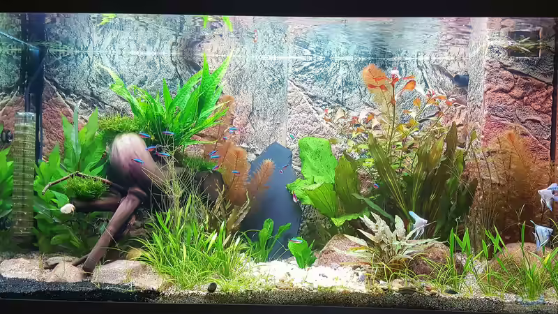Aquarium Hauptansicht von Becken 32241 von Huni (1)