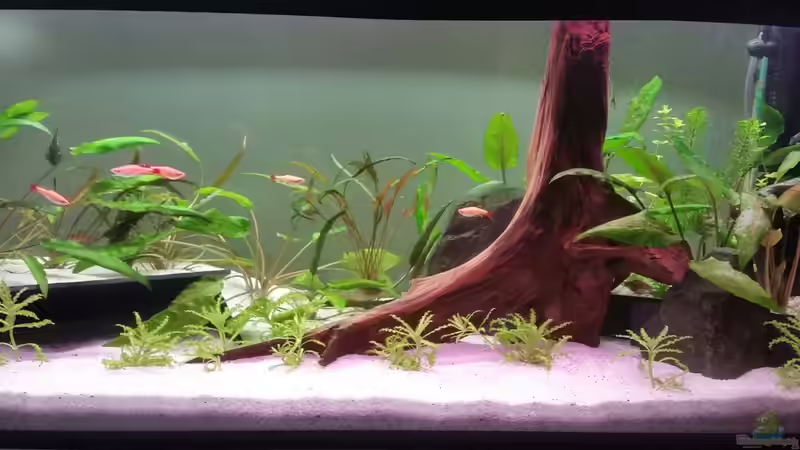 Aquarium Hauptansicht von Becken 32282