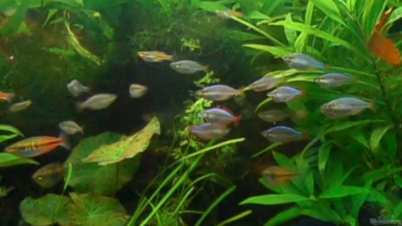 Aquarium Hauptansicht von Becken 3229