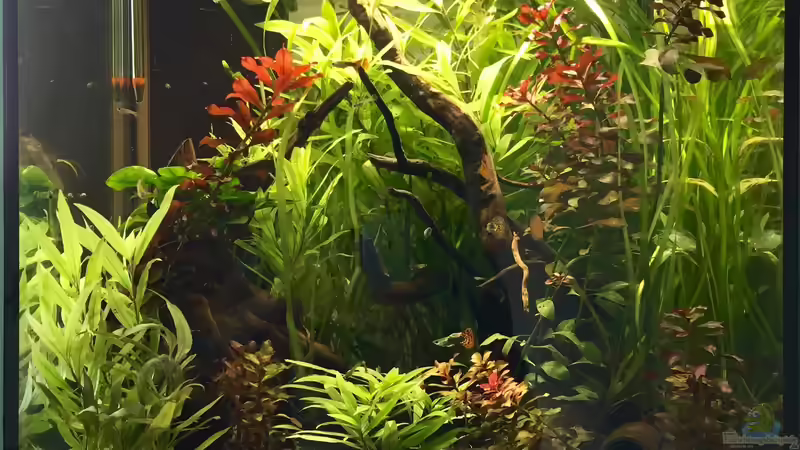 Aquarium Hauptansicht von Becken 32366 von eesee (1)