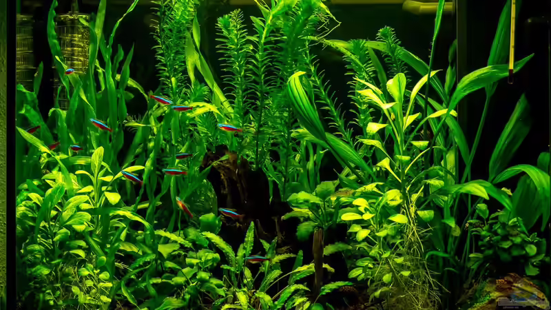 Aquarium Hauptansicht von Becken 32378 von Feinripp (1)