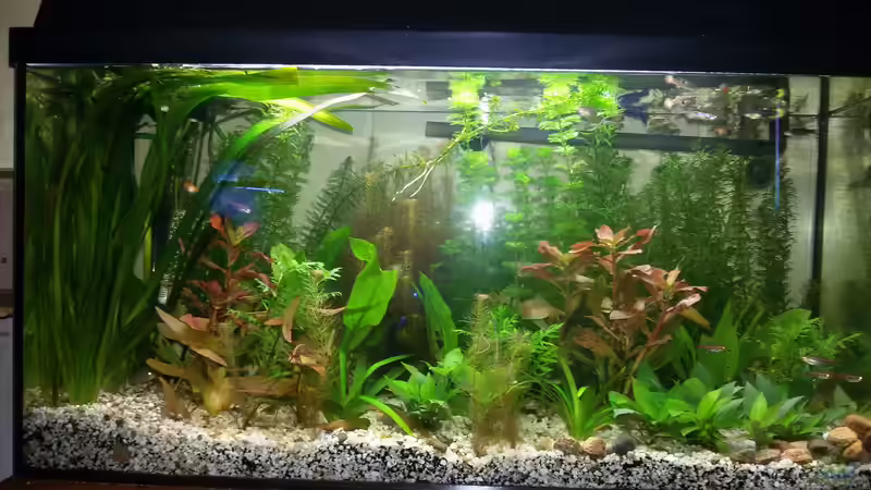 Aquarium Hauptansicht von Becken 32395 von Black Dog