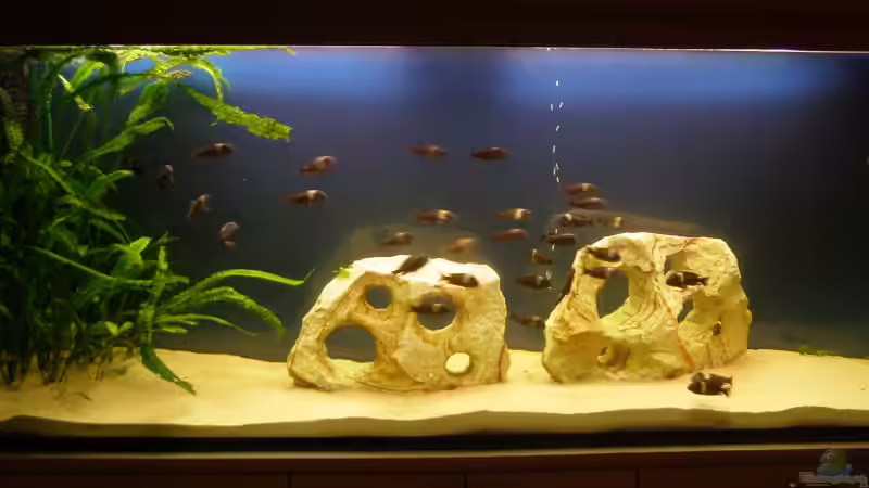 Aquarium Hauptansicht von Becken 3248 von Markus Wittmann (1)