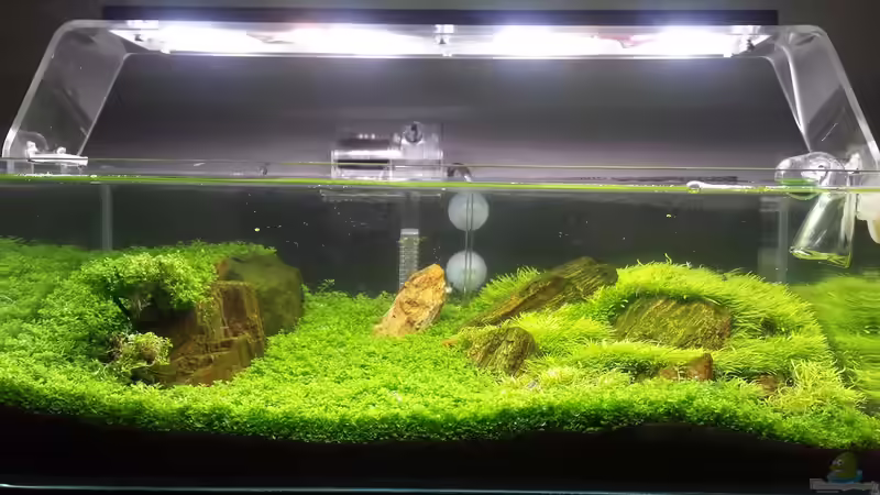 Aquarium Hauptansicht von Becken 32481 von hondatec (1)