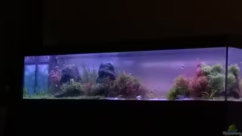 Aquarium Hauptansicht von Becken 32605 von Aquatic (1)