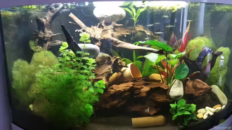 Aquarium Hauptansicht von Becken 32610