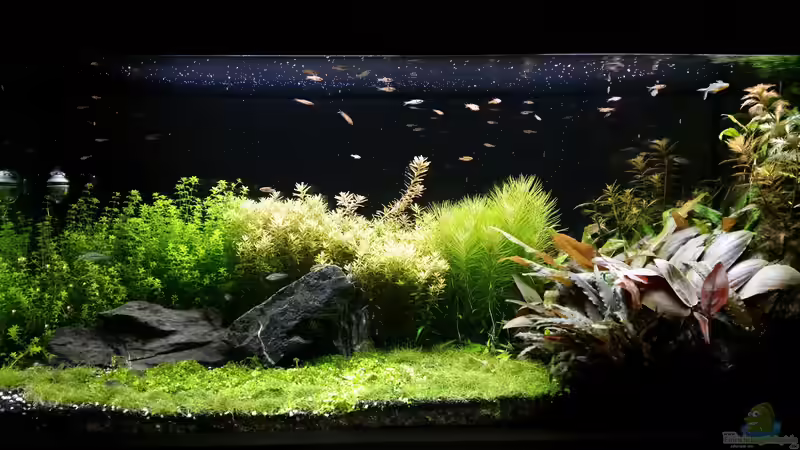 Aquarium Hauptansicht von Becken 32663 von Ichigo (1)