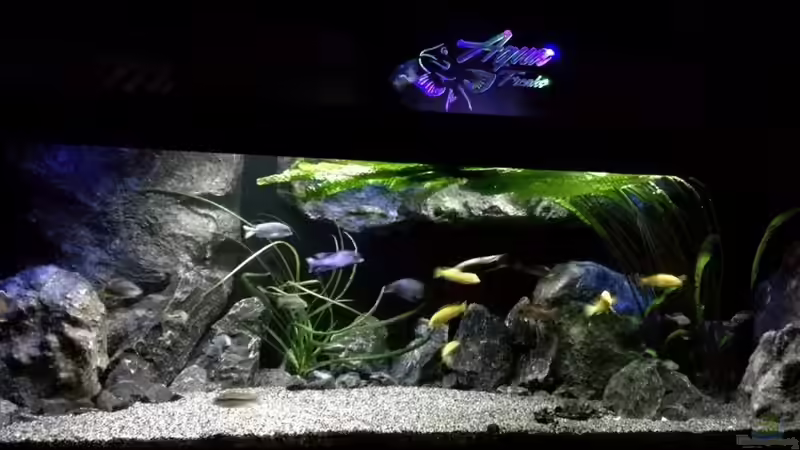 Aquarium Hauptansicht von Becken 32689 von Heike Fuchs (1)