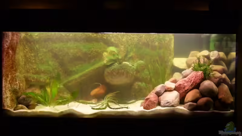 Aquarium Hauptansicht von Becken 3269 von Rene Kandler (1)