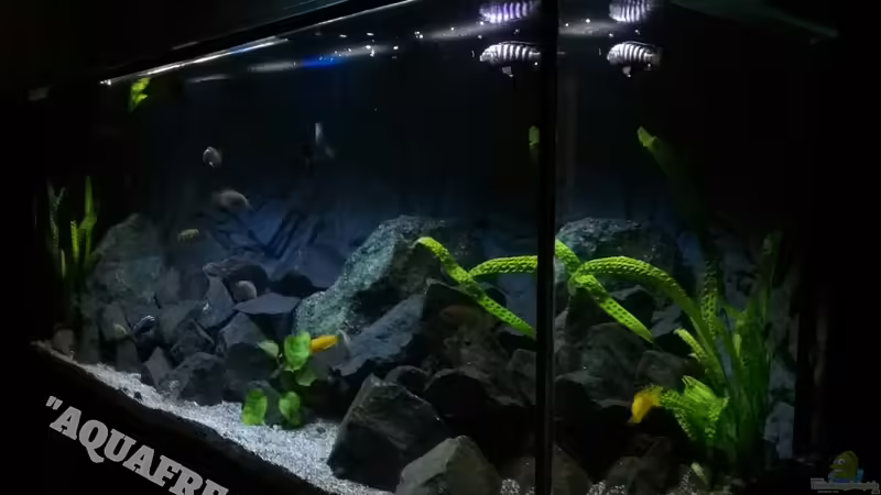 Aquarium Hauptansicht von Becken 32694