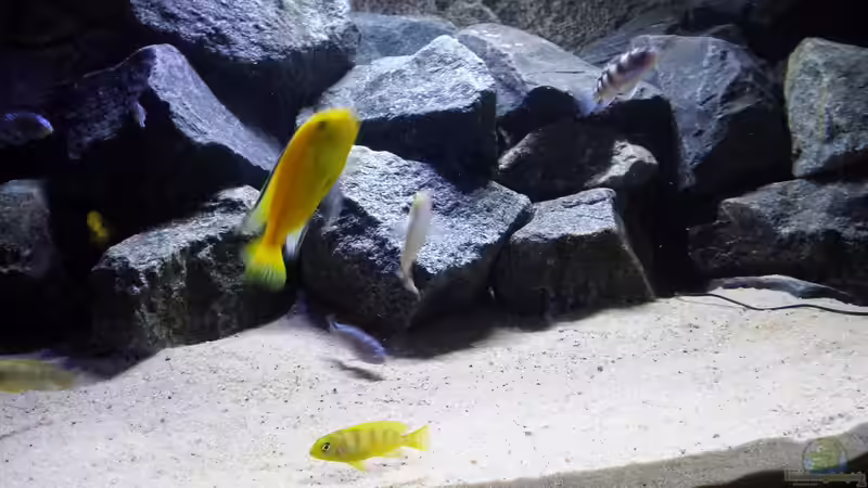 Aquarium Hauptansicht von Becken 32731