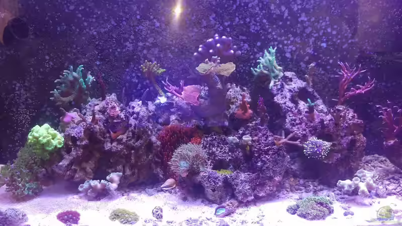 Aquarium Hauptansicht von Becken 32784 Aquarium Hauptansicht von Becken 32784