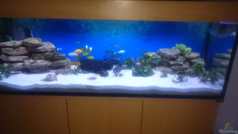 Aquarium Hauptansicht von Becken 32797 von Thomas H.