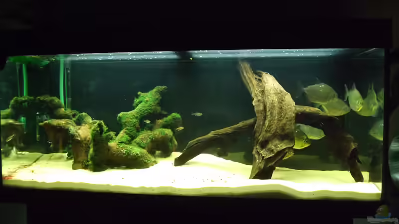 Aquarium Hauptansicht von Becken 32811