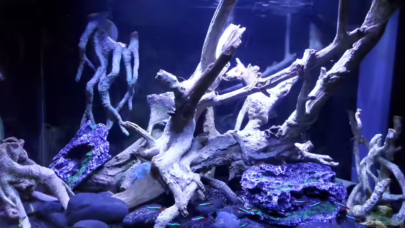 Aquarium Hauptansicht von Becken 32838 von Hans-Hubert (1)