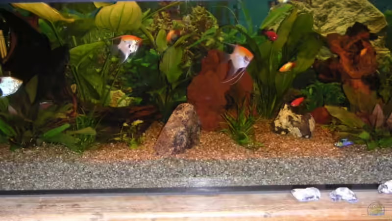 Aquarium Hauptansicht von Becken 3286