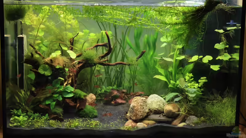 Aquarium Hauptansicht von Becken 32869 von Pfennigkraut (1)