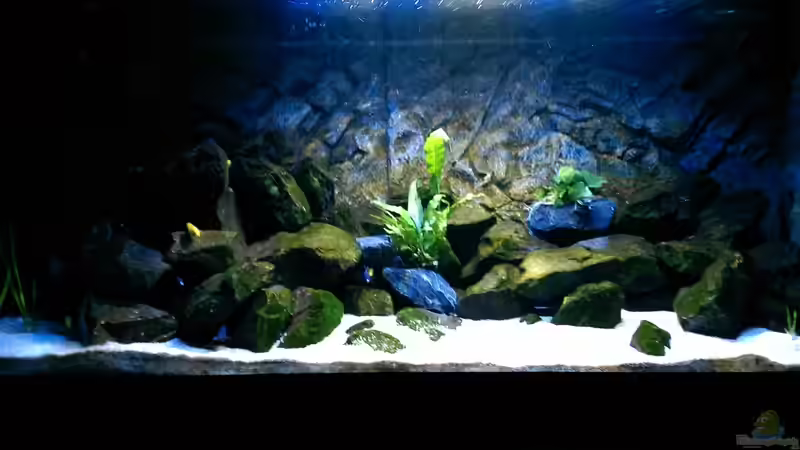 Aquarium Hauptansicht von Becken 32905 von Christoph Moser (1)