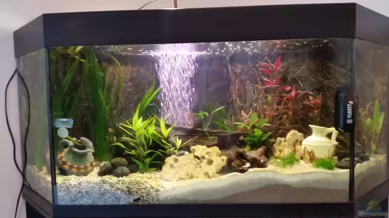 Aquarium Hauptansicht von Becken 33056 von SvenDerGroße (1)