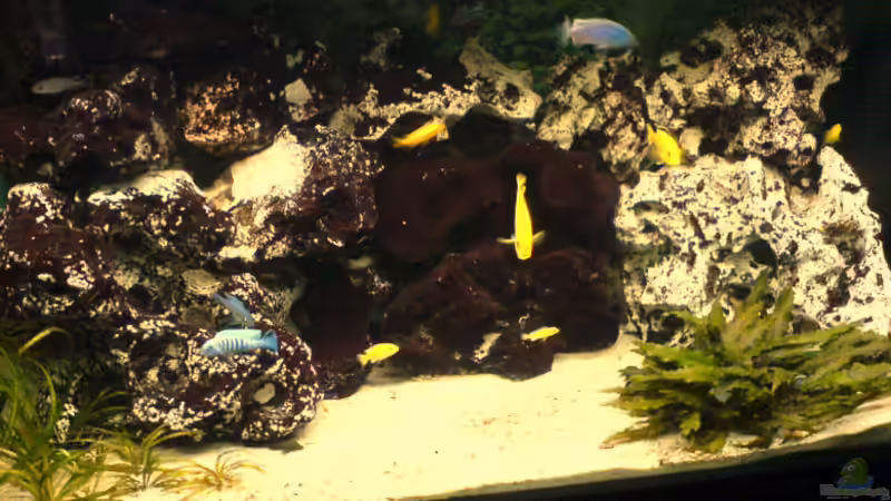 Aquarium Hauptansicht von Becken 3314 von Henning Meyer (1)