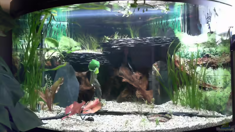 Aquarium Hauptansicht von Becken 33140 von Dieter Pr (1)