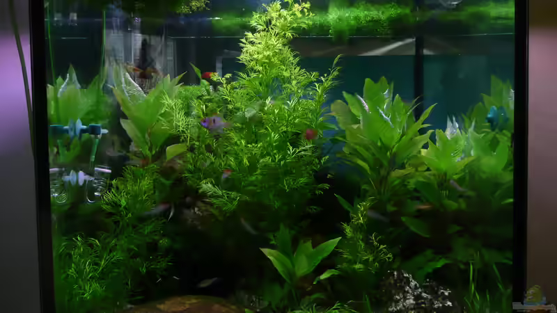 Aquarium Hauptansicht von Becken 33229 von stveko (1)