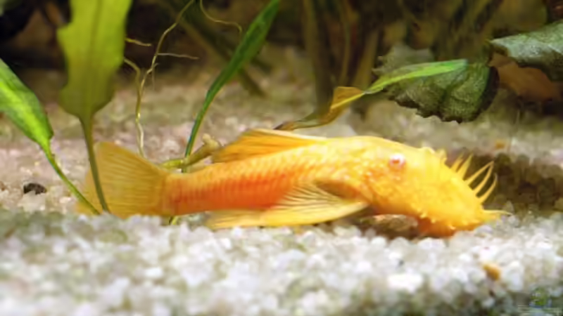 Aquarium Hauptansicht von Becken 33256 von Josef Becker (1)