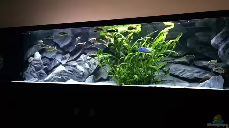 Aquarium Hauptansicht von Becken 33264 von Matze0815 (1)