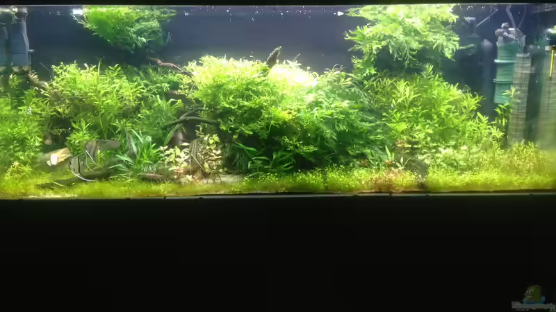 Aquarium Hauptansicht von Becken 33273 (aufgelöst) von Dominik Wexenberger (1)