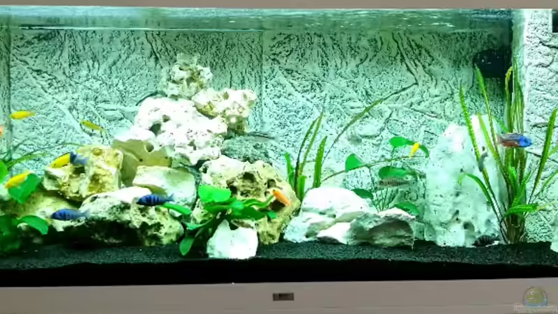 Aquarium Hauptansicht von Becken 33281 von ProPaul (1)