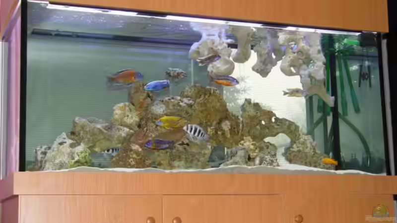 Aquarium Hauptansicht von Becken 333 von Hans-Michael Deetz (1)