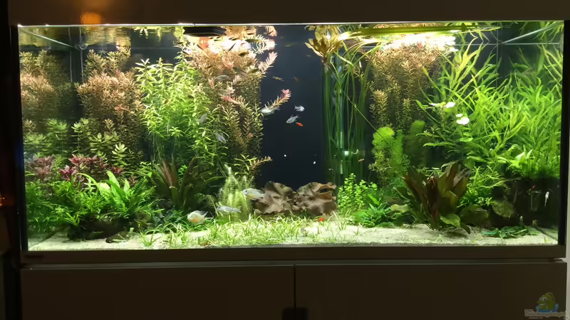 Aquarium Hauptansicht von Becken 33318