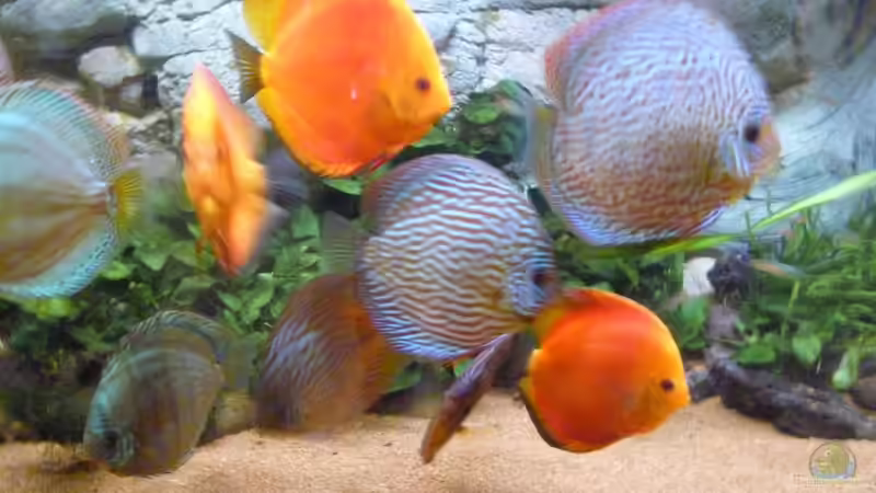 Aquarium Hauptansicht von Becken 33373