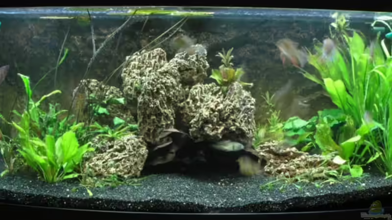 Aquarium Hauptansicht von Becken 3340