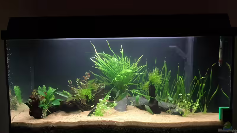 Aquarium Hauptansicht von Becken 33407 von franky2608 (1)